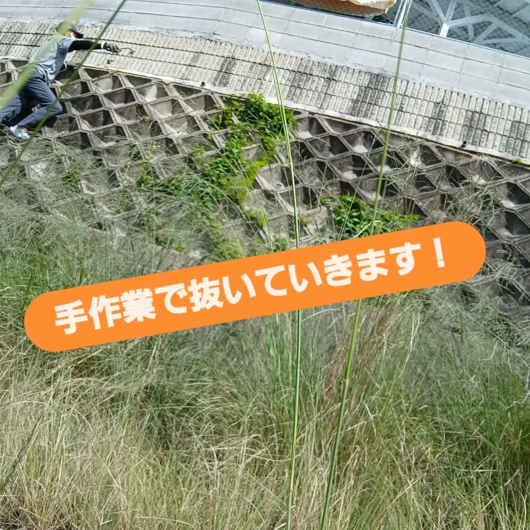 おはようございます✨今日は、日差しが暑くなる前に除草作業を開...