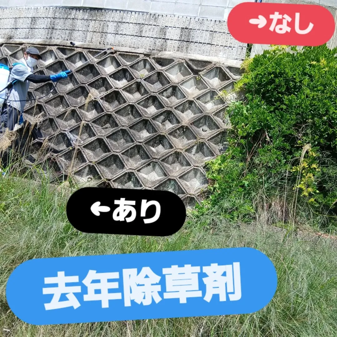 おはようございます✨今日は、日差しが暑くなる前に除草作業を開...