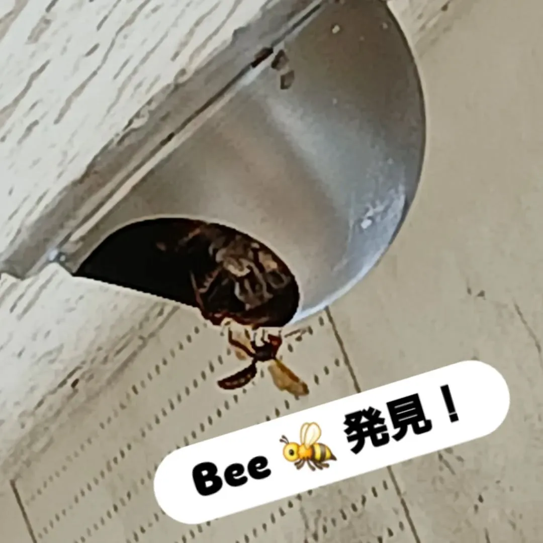 🐝 ブンブンブン、蜂が飛ぶ～🎵🐝