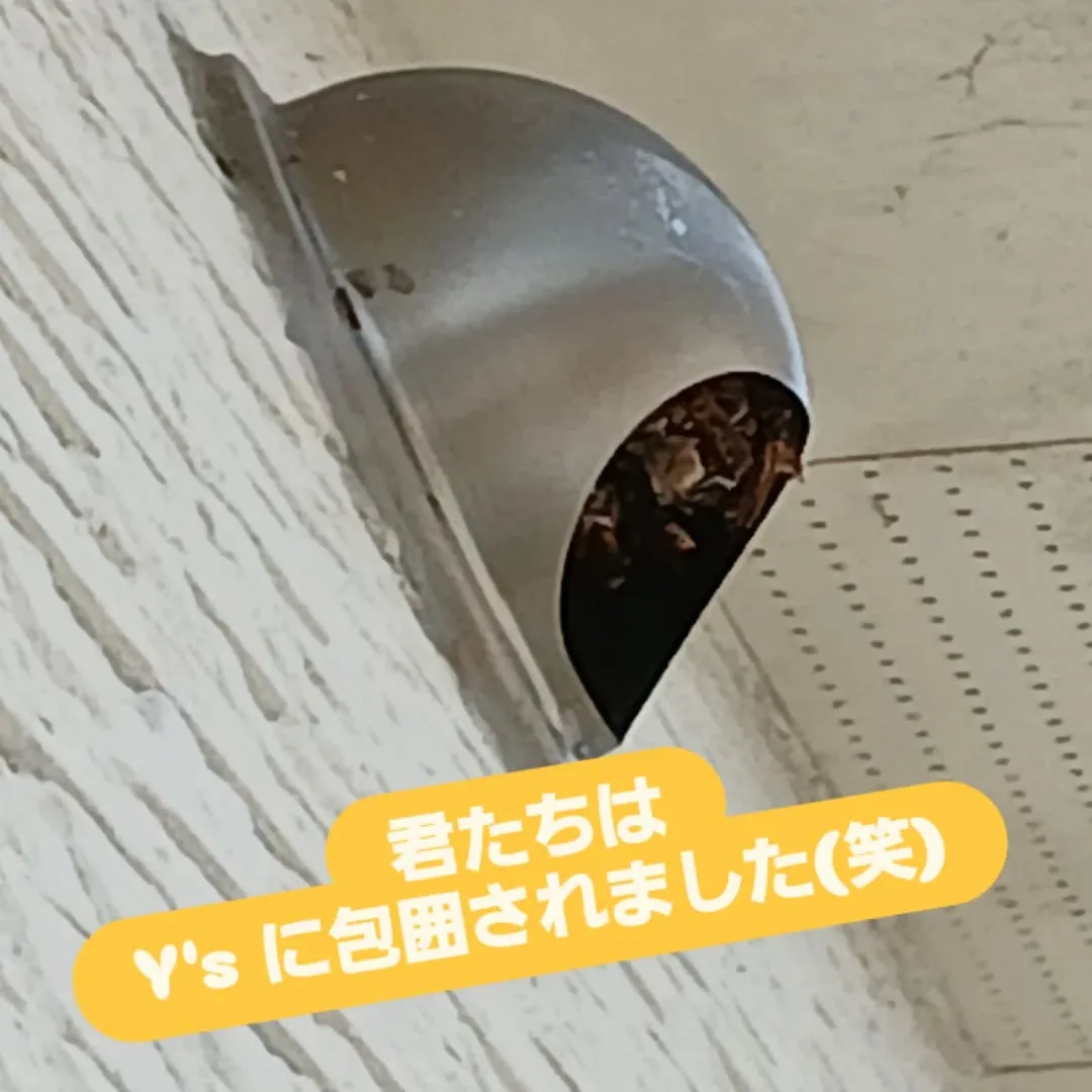🐝 ブンブンブン、蜂が飛ぶ～🎵🐝