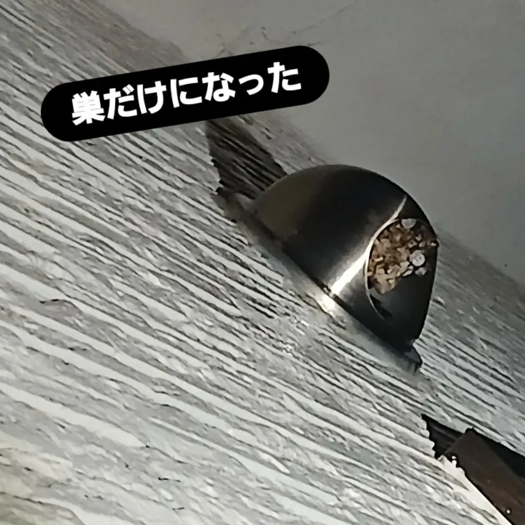本日、蜂の巣🐝の駆除をしてきました！