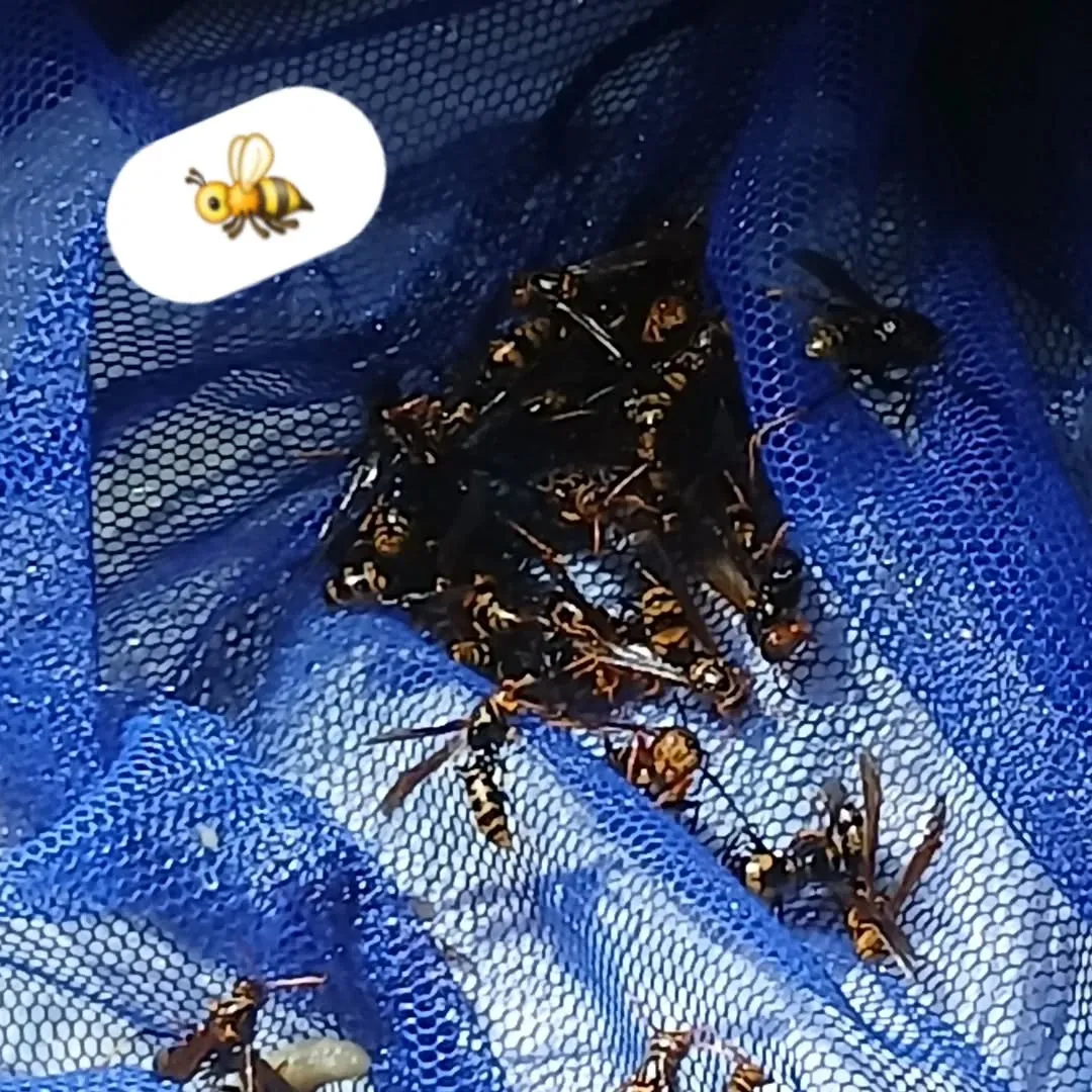 本日、蜂の巣🐝の駆除をしてきました！