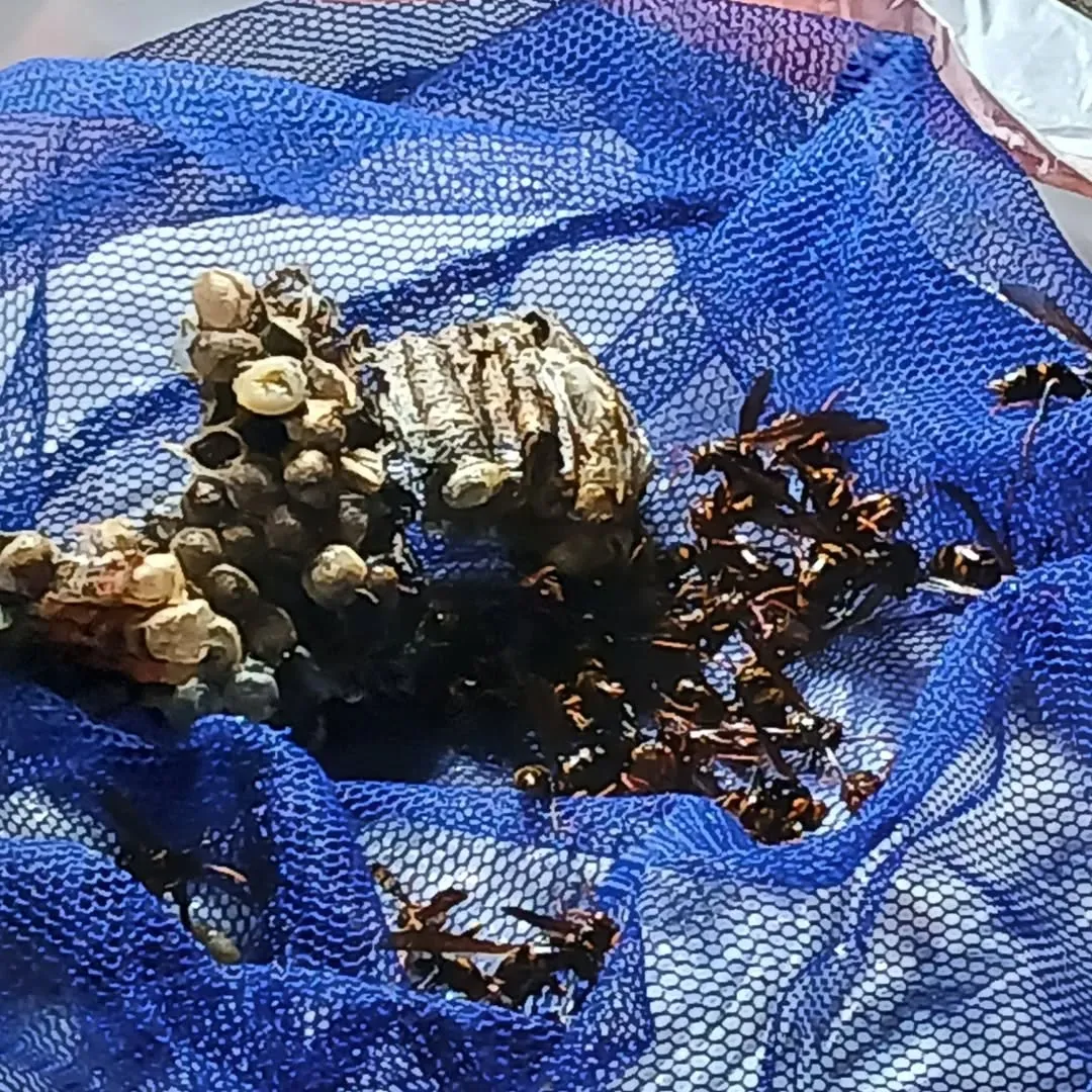 本日、蜂の巣🐝の駆除をしてきました！