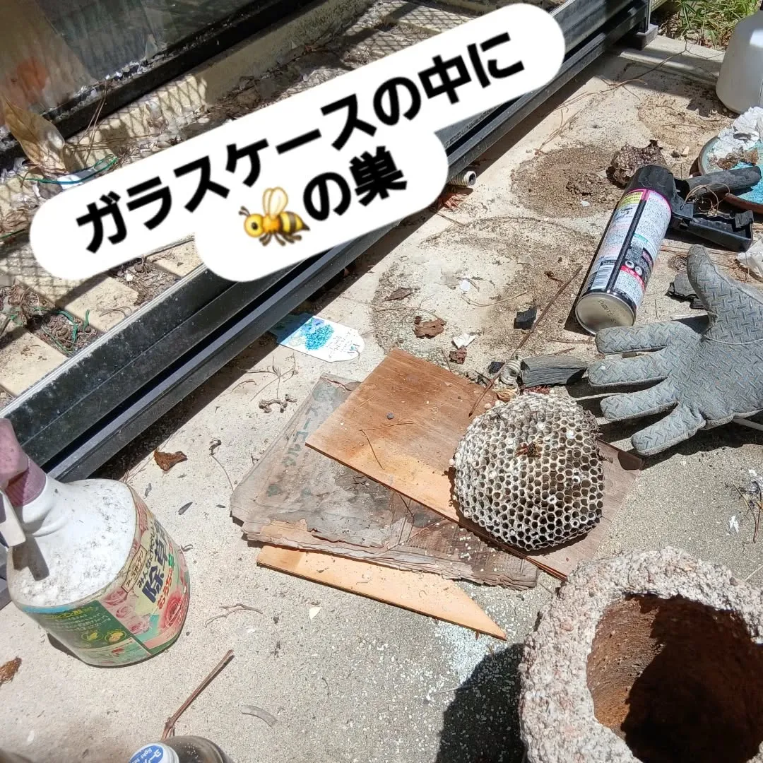 今日は日吉台でお庭整理のお手伝いしてきました！🌿