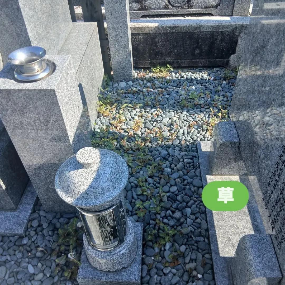 今日は朝イチからお墓掃除へ行ってきました🧹✨！細かいけど抜き...