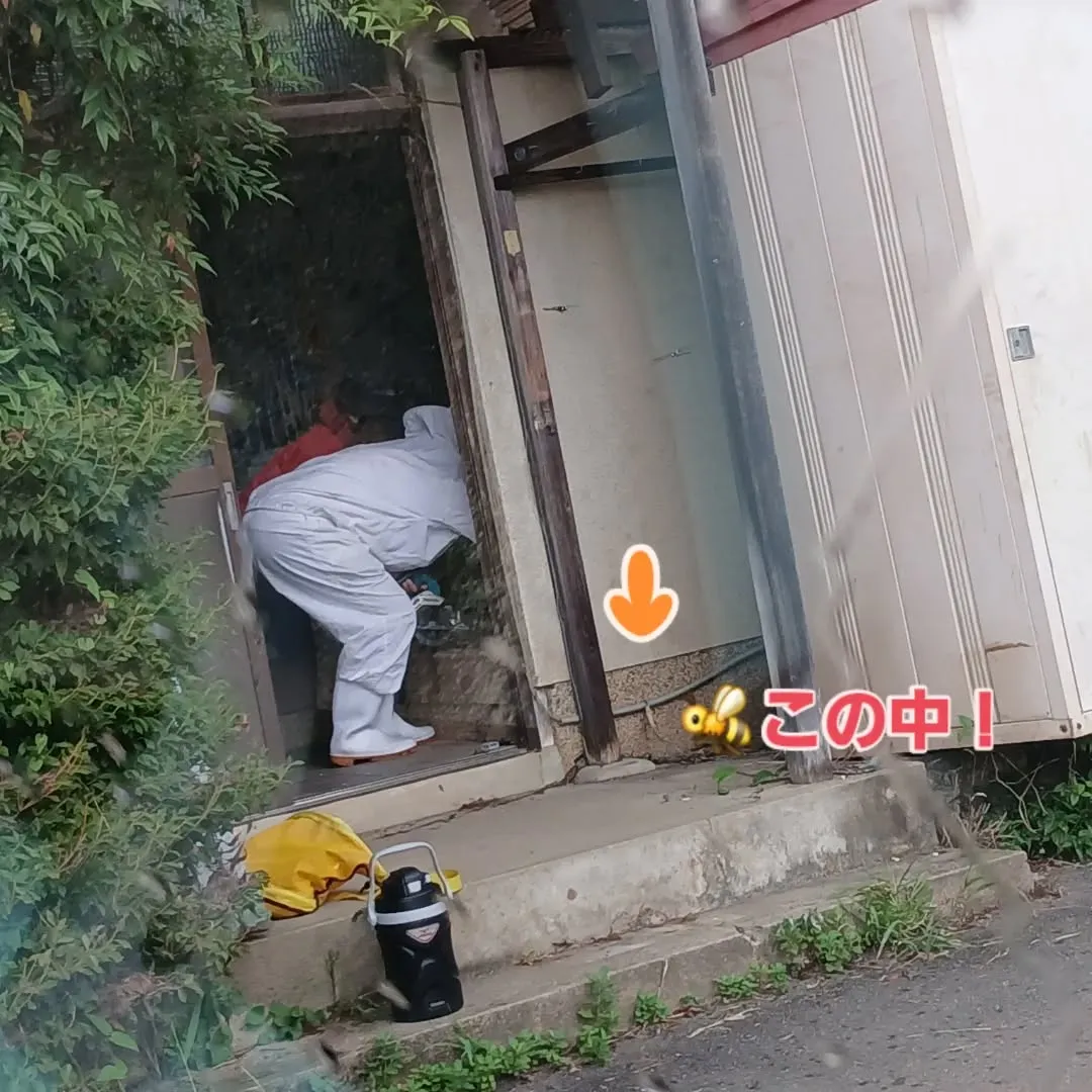 🐝蜂退治第2弾！