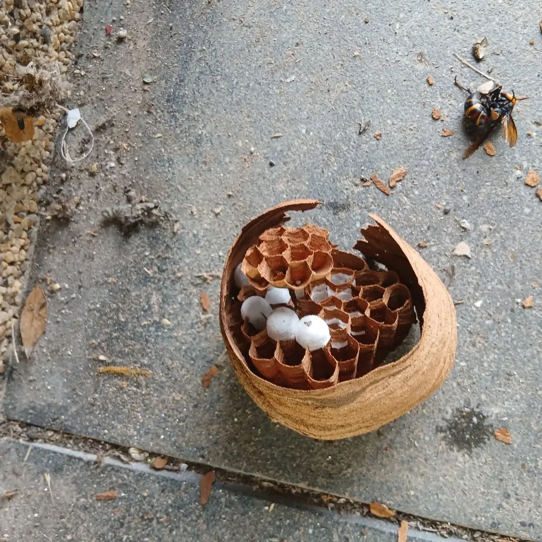 🐝蜂退治第2弾！
