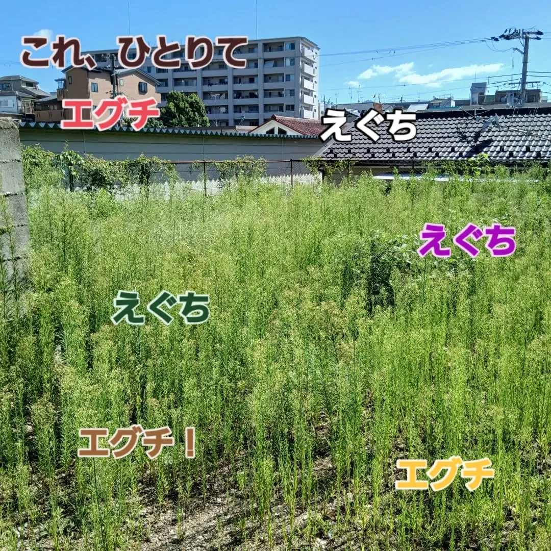 今日の代表は、京都のリッシュホーム様からの依頼で草刈り作業🌿...