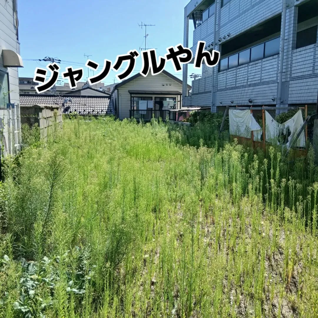 今日の代表は、京都のリッシュホーム様からの依頼で草刈り作業🌿...