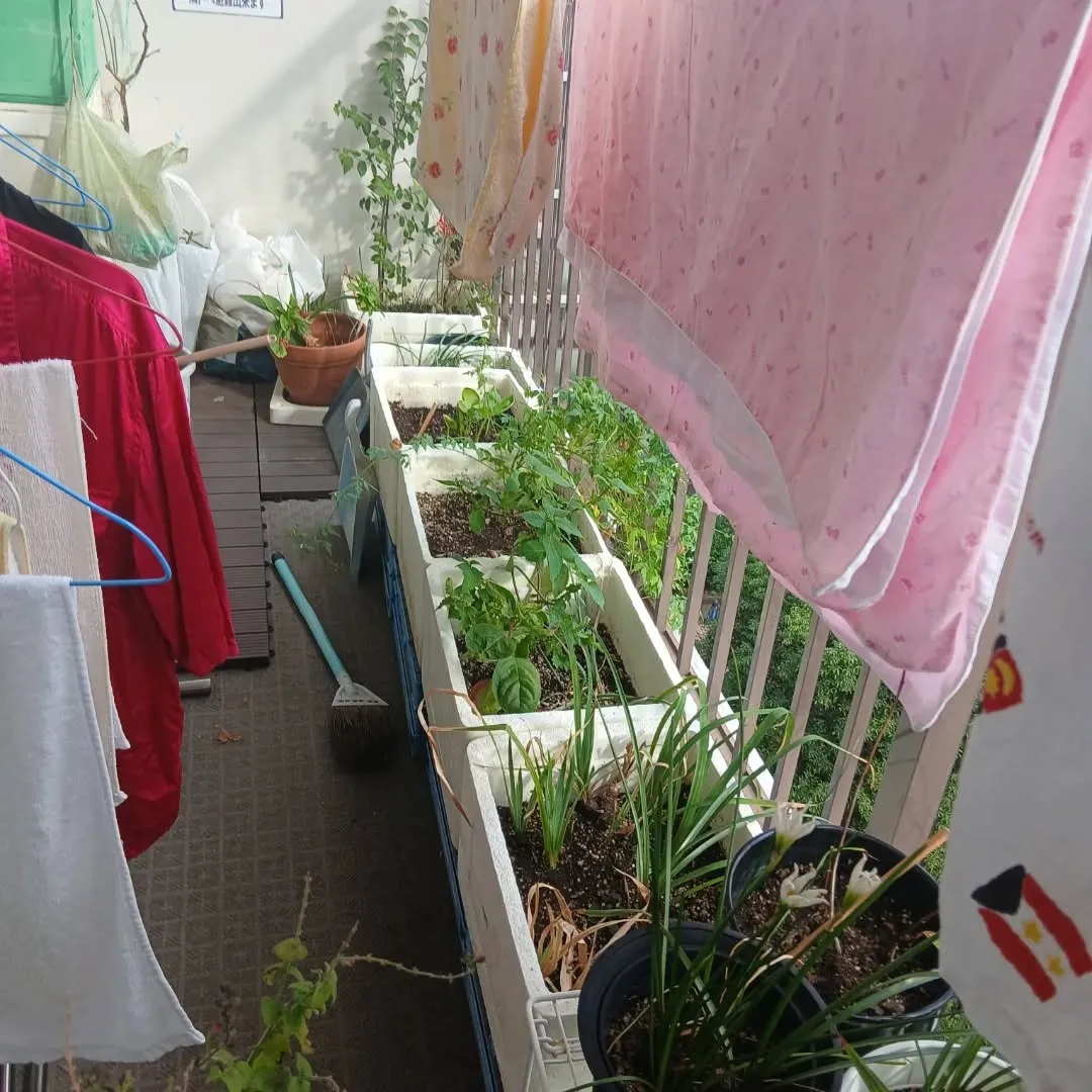 皆様ご機嫌いかがでしょうか😊日に日に秋の気配を感じる今日この...