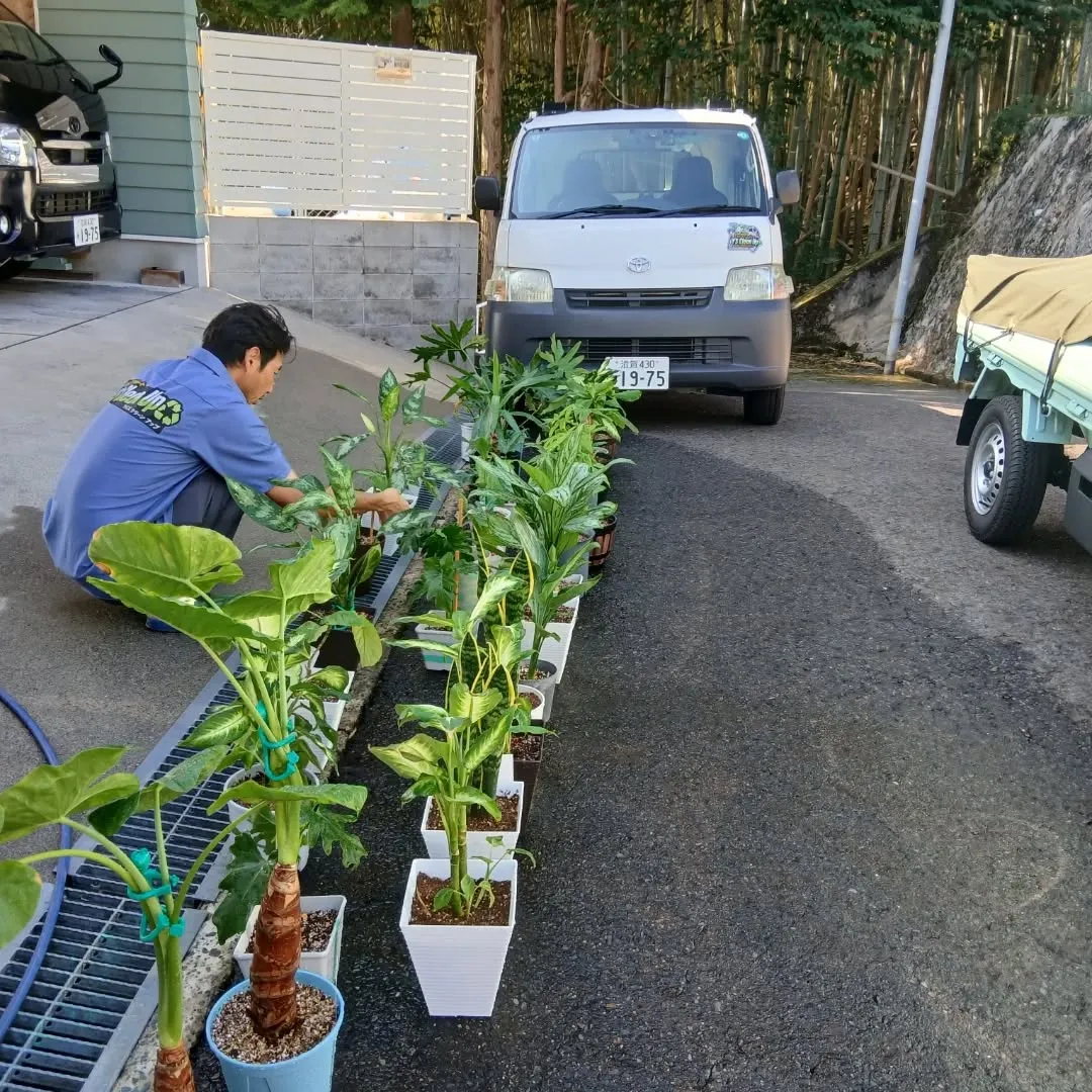 お疲れ様です！🌿Y'sCleanでは、毎日観葉植物のお世話を...