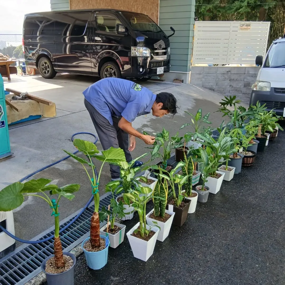 お疲れ様です！🌿Y'sCleanでは、毎日観葉植物のお世話を...