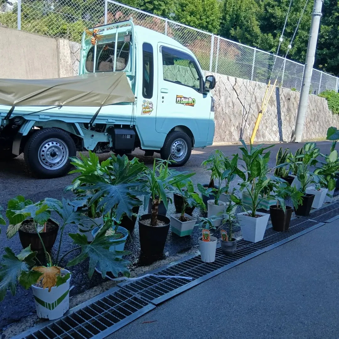 お疲れ様です！🌿Y'sCleanでは、毎日観葉植物のお世話を...