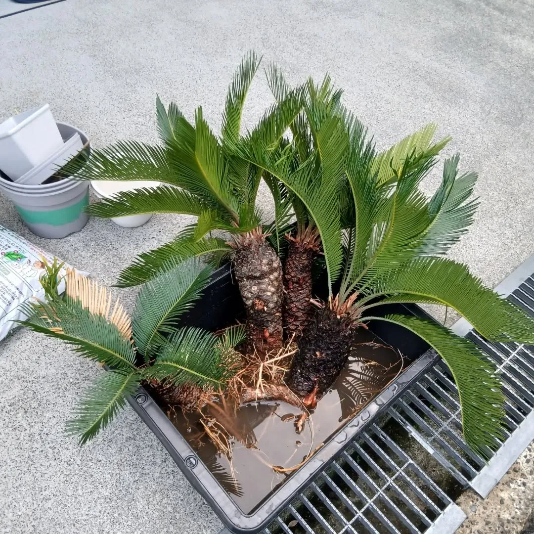 今日は素晴らしい一日を過ごしました！