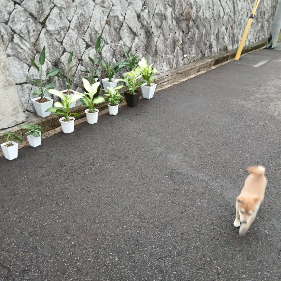 お疲れ様です🌿 今日は、あいにくの雨ですね☔️。