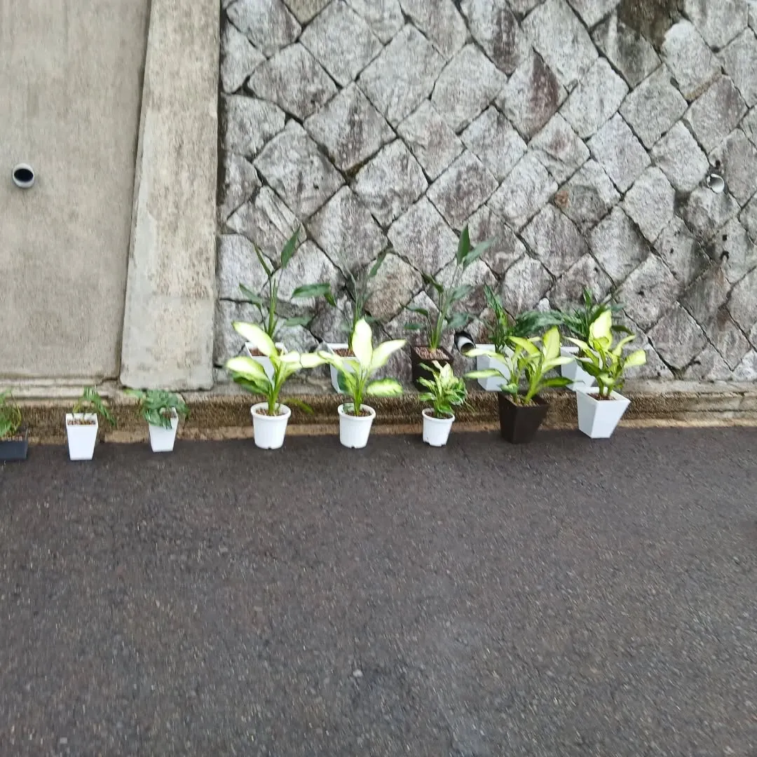 お疲れ様です🌿 今日は、あいにくの雨ですね☔️。