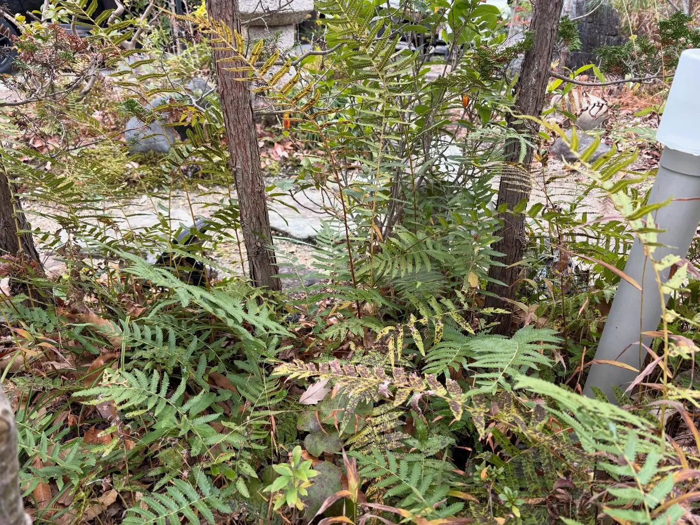 お疲れ様です！🍀y'sclean upは、本日もリピーター様...